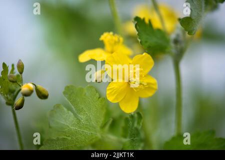 Greater Celandine, yellow wild flowers, close up. Chelidonium majus flowering, medicinal plant of the family Papaveraceae. Yellow-orange opaque sap of Stock Photo