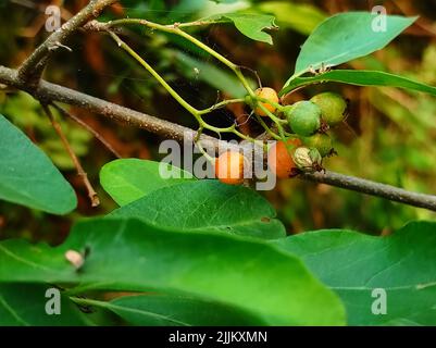 Common Name Lasora, Gunda, Bahuar, Bahuka, Indian Cherry, Clammy Cherry, Fragrant Manjack, Cordia Dichotoma, Stock Photo