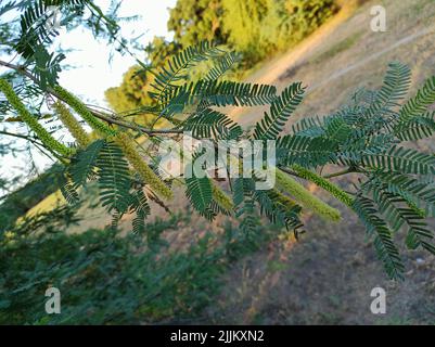 A Beautiful Shot Of Jungli Kikar Fruits And Leave Flower Tree Photos Stock Photo