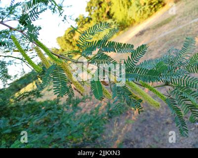 A Beautiful Shot Of Jungli Kikar Fruits And Leave Flower Tree Photos Stock Photo