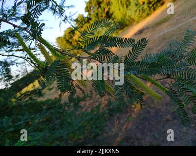 A Beautiful Shot Of Jungli Kikar Fruits And Leave Flower Tree Photos Stock Photo