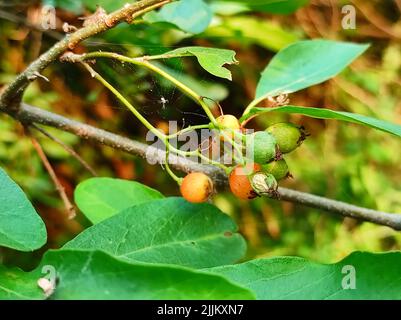 Common Name Lasora, Gunda, Bahuar, Bahuka, Indian Cherry, Clammy Cherry, Fragrant Manjack, Cordia Dichotoma, Stock Photo