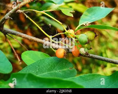 Common Name Lasora, Gunda, Bahuar, Bahuka, Indian Cherry, Clammy Cherry, Fragrant Manjack, Cordia Dichotoma, Stock Photo