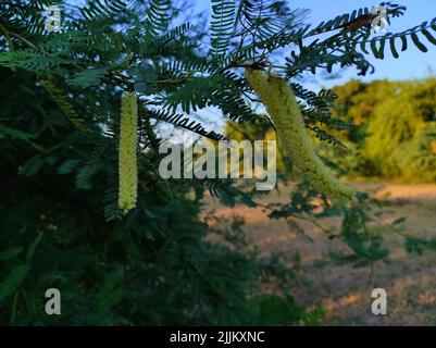 A Beautiful Shot Of Jungli Kikar Fruits And Leave Flower Tree Photos Stock Photo