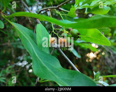 Common Name Lasora, Gunda, Bahuar, Bahuka, Indian Cherry, Clammy Cherry, Fragrant Manjack, Cordia Dichotoma, Stock Photo