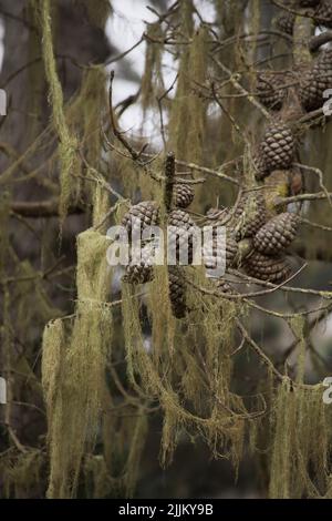 A vertical shot of pine cones on branches Stock Photo