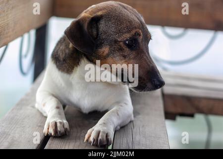 Jack Russell Terrier dog sits on a wooden bench with his head turned Stock Photo