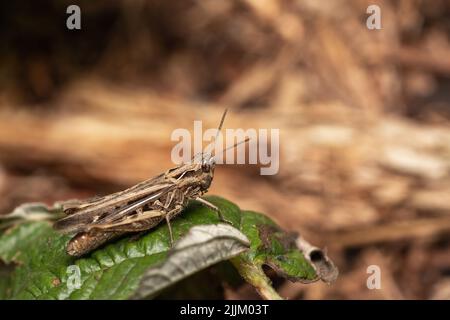 A close-up shot of a grasshopper sitting on a leaf Stock Photo
