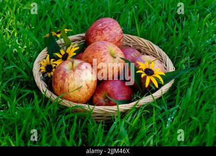 Premium Photo  Ripe and juicy green apples with dew drops.