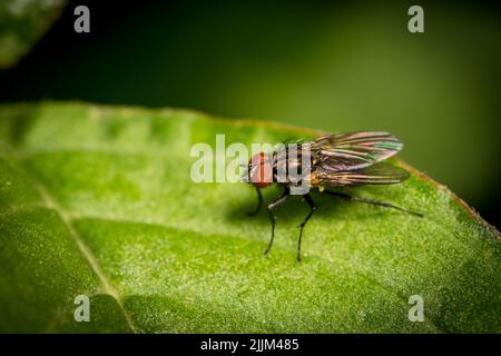 A macro shot of a Calliphora vicina fly on a green leaf isolated on a blurred background