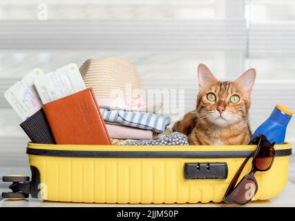 Funny cat in a suitcase with glasses, passports, tickets and clothes. Summer vacation. Stock Photo