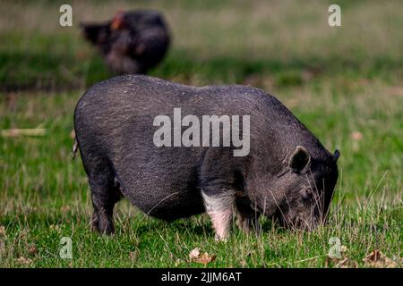 A beautiful shot of Vietnamese Pot-bellied in a field Stock Photo