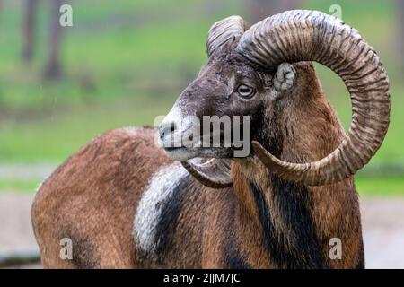 A closeup of a male European mouflon, Ovis aries musimon. Stock Photo