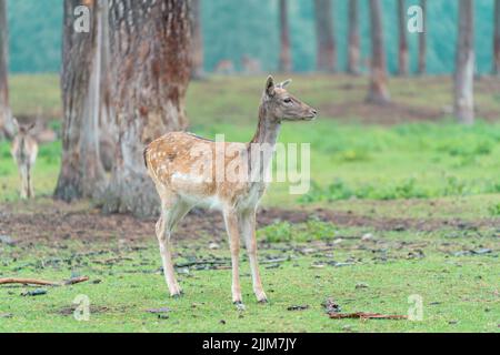 The female European fallow deer, also known as the common fallow deer. Dama dama. Stock Photo