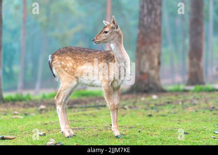 The female European fallow deer, also known as the common fallow deer. Dama dama. Stock Photo