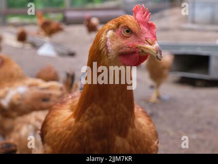 Red Cockerel Rhode Island rooster chicken close up head backyard looking front Stock Photo