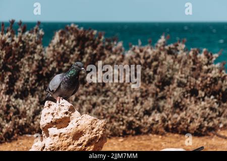 The close-up shot of a black pigeon  on a beach stone on a beach Stock Photo