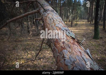 Forest in Skierniewice County, Lodzkie voivodeship of Poland Stock Photo