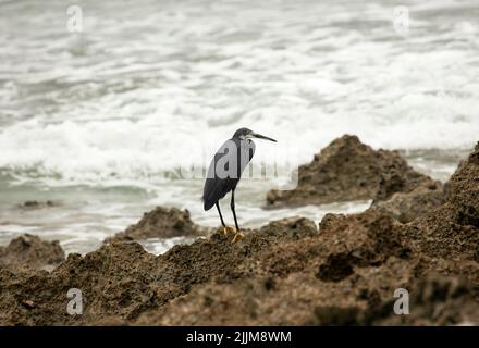 The Dimorphic Egret is similar to the Little Egret in many ways. The dark phase is more common along the coast and the white morph more inland Stock Photo