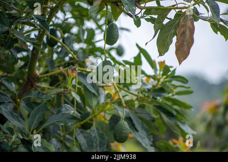 A closeup of Hass avocados growing on a tree Stock Photo