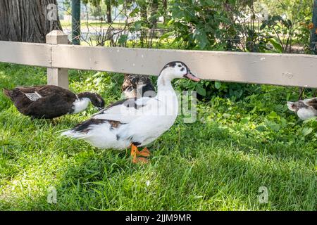 Magpie duck stands in grass next to a fence in a park. Stock Photo