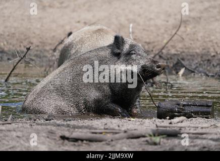 27 July 2022, Schleswig-Holstein, Heidmühlen: Wild boars wallow in a