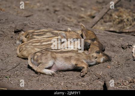 27 July 2022, Schleswig-Holstein, Heidmühlen: Wild boars wallow in a