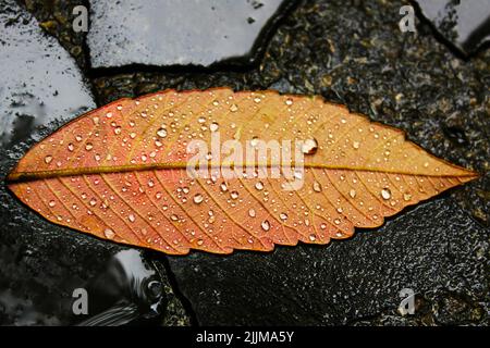 A yellow fallen leaf on the wet ground Stock Photo