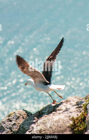 A vertical closeup shot of a seagull taking flight from rocky cliff on a blue sky background Stock Photo