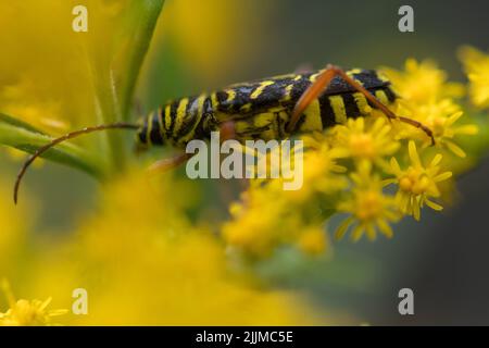 Black and yellow beetle on goldenrod flower Stock Photo