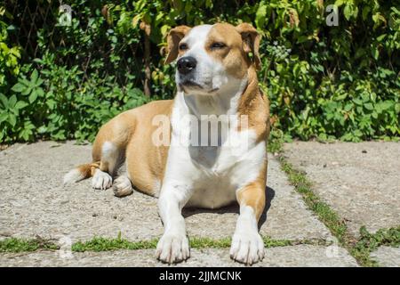 Closeup of The American Staffordshire Terrier Stock Photo - Alamy