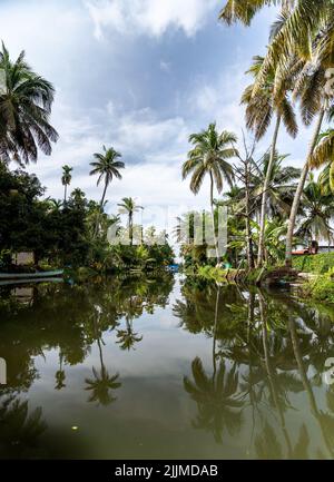A scenic view of palm trees reflected on the calm water surface under a cloudy sky Stock Photo