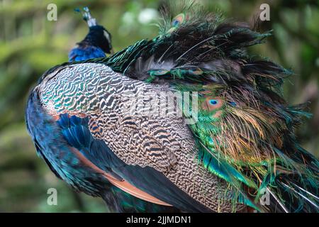 A peafowl with colorful feathers in a park Stock Photo