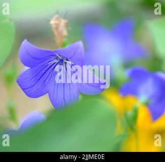 Image showing front view of a Blue Purple Balloon flower (Platycodon grandiflorus) with yellow black-eyed susan (Rudbeckia) in the background. Stock Photo