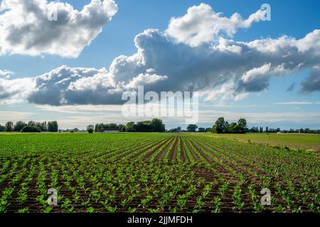 Field with young Cabbage plants (Brassica oleracea) in West Flanders, Belgium Stock Photo