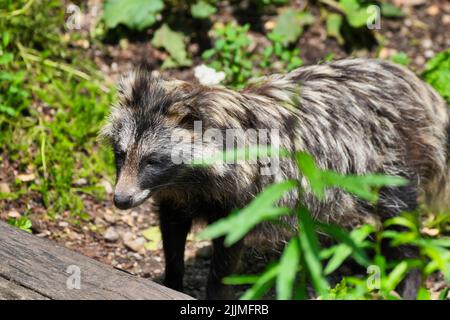 A closeup shot of a Japanese raccoon in a forest during the day Stock Photo