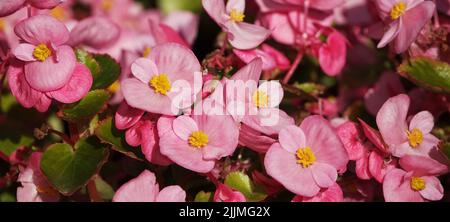 Begonia blooms in spring with very delicate flowers Stock Photo