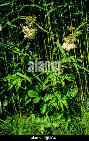 Close up of Meadowsweet (Filipendula ulmaria) Stock Photo