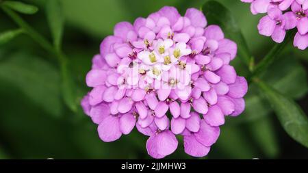 Iberis flowers close-up beautiful and delicate Stock Photo