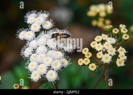 Ageratina adenophora, commonly known as Crofton weed, Stock Photo