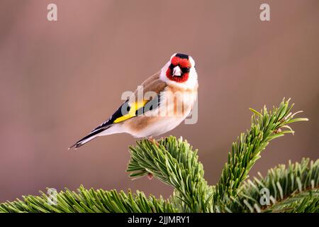 A shallow focus shot of an European goldfinch sits on the top of an evergreen tree on a sunny day with blurred background Stock Photo