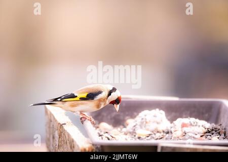 A shallow focus shot of an European goldfinch sitting on a feeder full of food in bright sunlight with blurred background Stock Photo