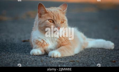 A selective focus shot of a ginger cat lying on the ground Stock Photo