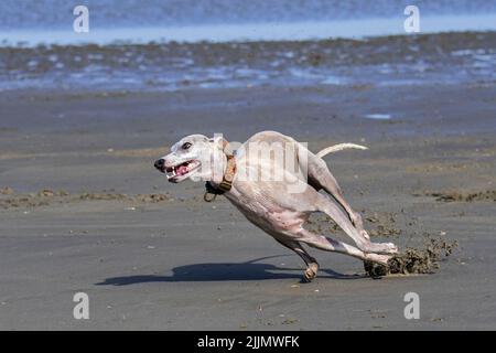 Sighthound running fast on sandy beach along the coast Stock Photo