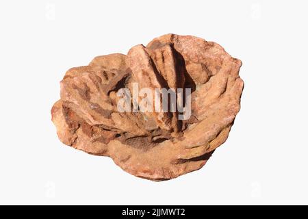 Closeup of rose rock (barite rock crystal - Oklahoma State Rock) isolated on white Stock Photo