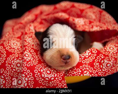 A closeup shot of an American Staffordshire Terrier dog sleeping in a yellow bed covered with a red blanket Stock Photo