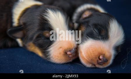 A closeup shot of two American Staffordshire Terrier dogs sleeping on a blue pillow Stock Photo
