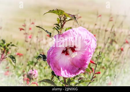Closu-up of pnk hybiscus alone against blurred green field of flowers. Stock Photo