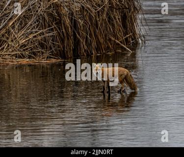 A lone red fox on the shallow water looking for prey Stock Photo