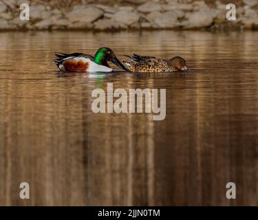 A couple of mallard ducks floating on a calm lake with reflection on the surface Stock Photo